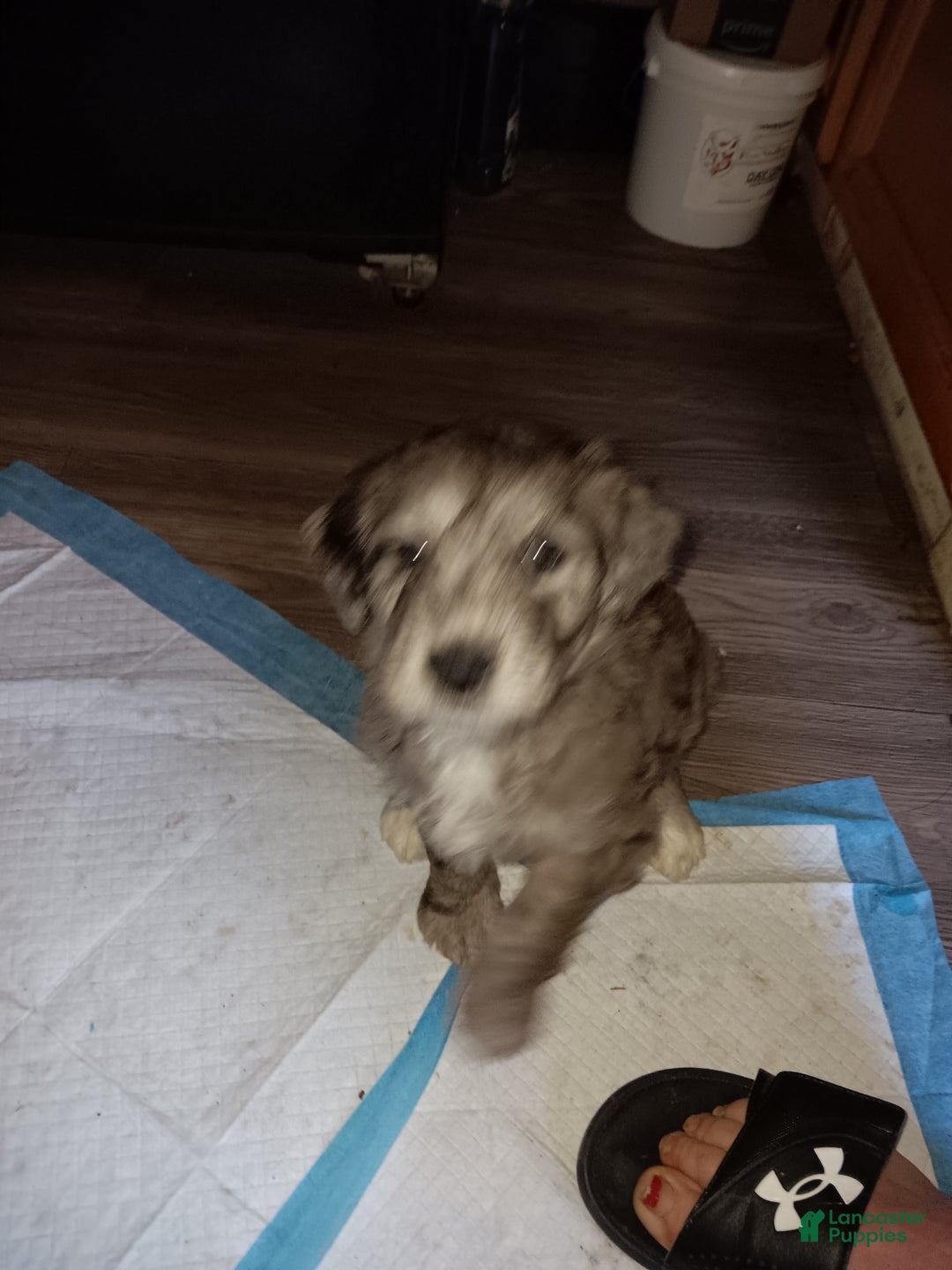 Labradoodle dogs for sale: Creamy mae - Ad 32