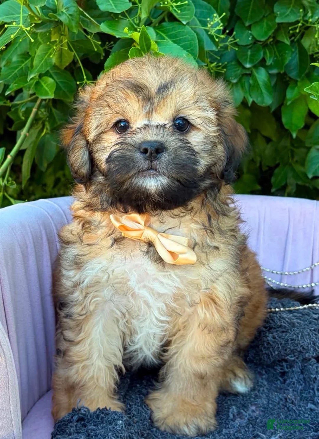 Shihpoo dogs for sale: Arthur - Ad 3