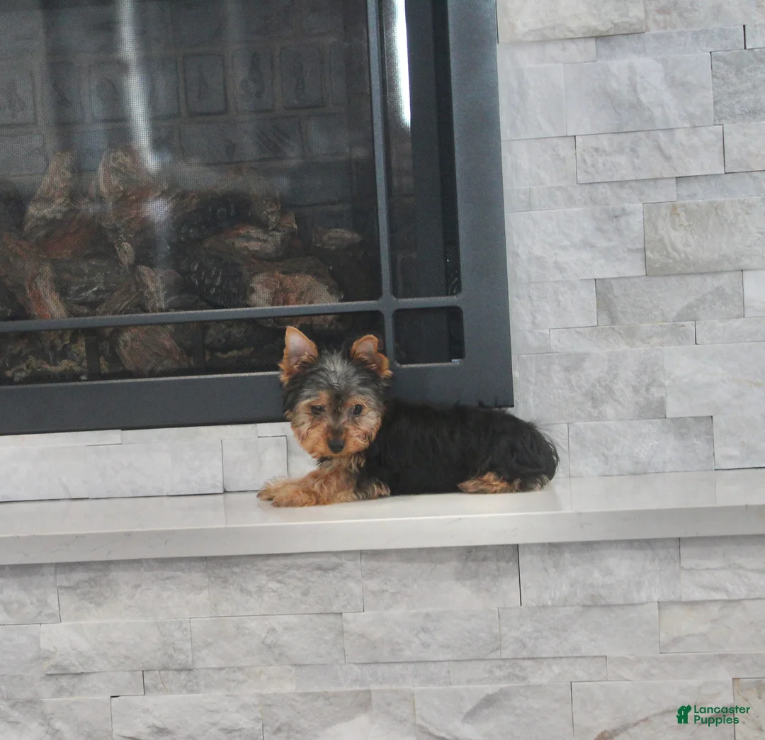 Yorkshire Terrier dogs for sale: Radar - Ad 8