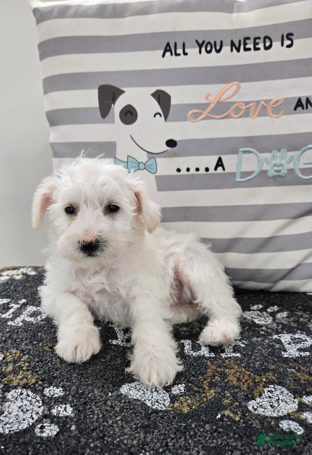 Schnoodle dogs for sale: Daisy - Ad 3