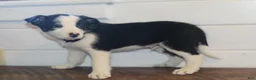Border Collie dogs for sale: Patrik - Ad 3