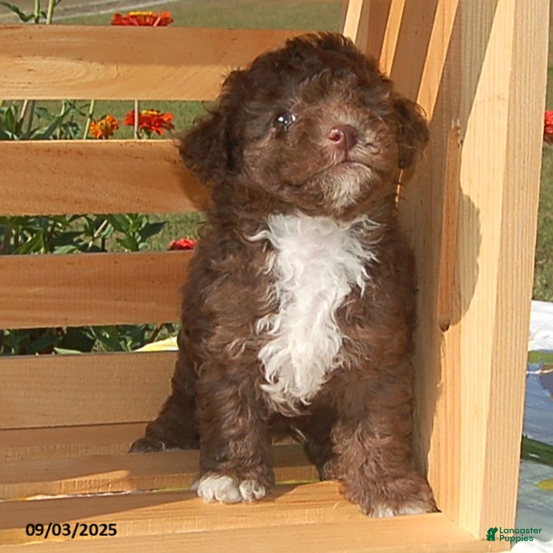 Toy Poodle dogs for sale: Bobbie - Ad 2