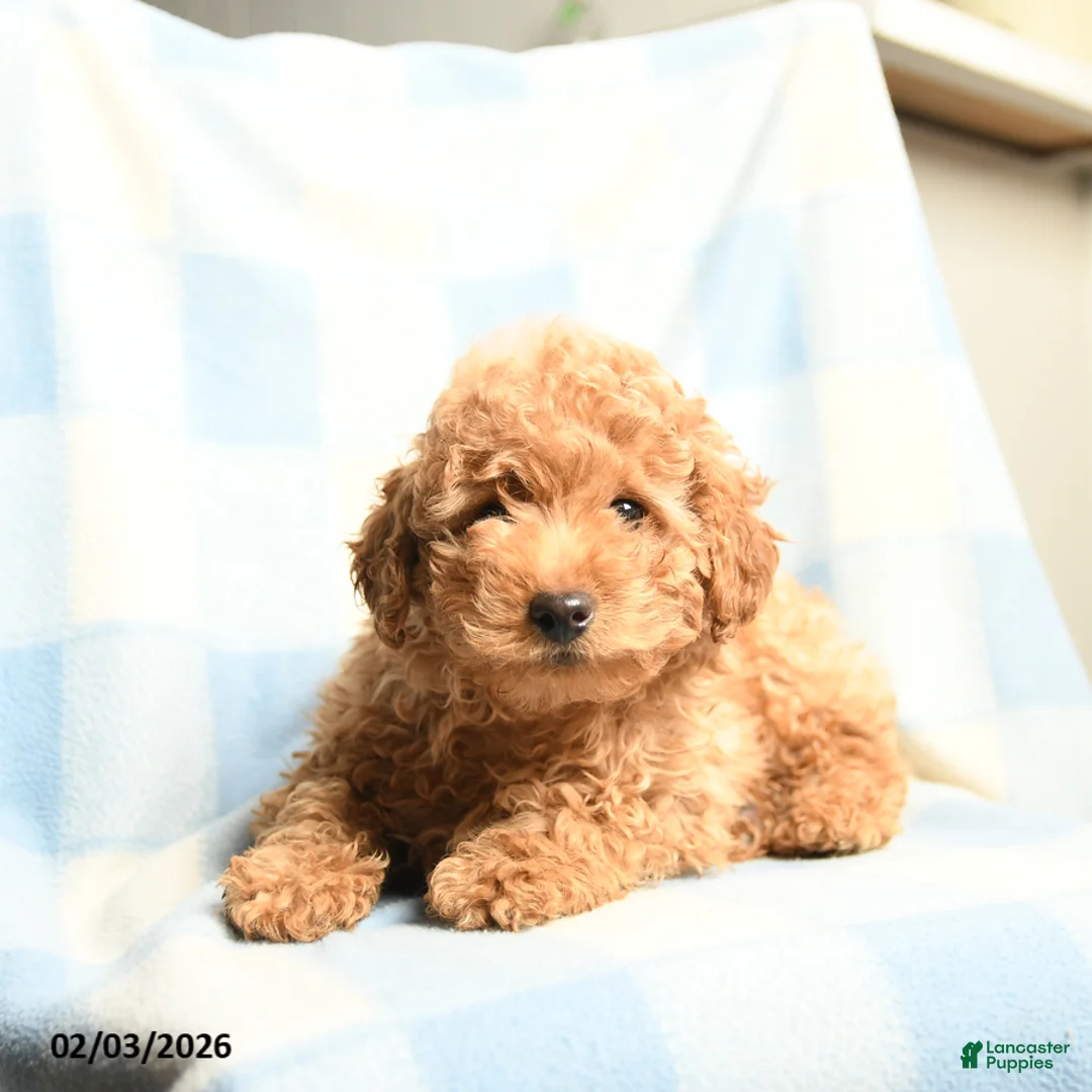 Toy Poodle dogs for sale: Champion - Ad 3