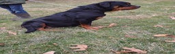 Rottweiler dogs for sale: Roxy - Ad 4