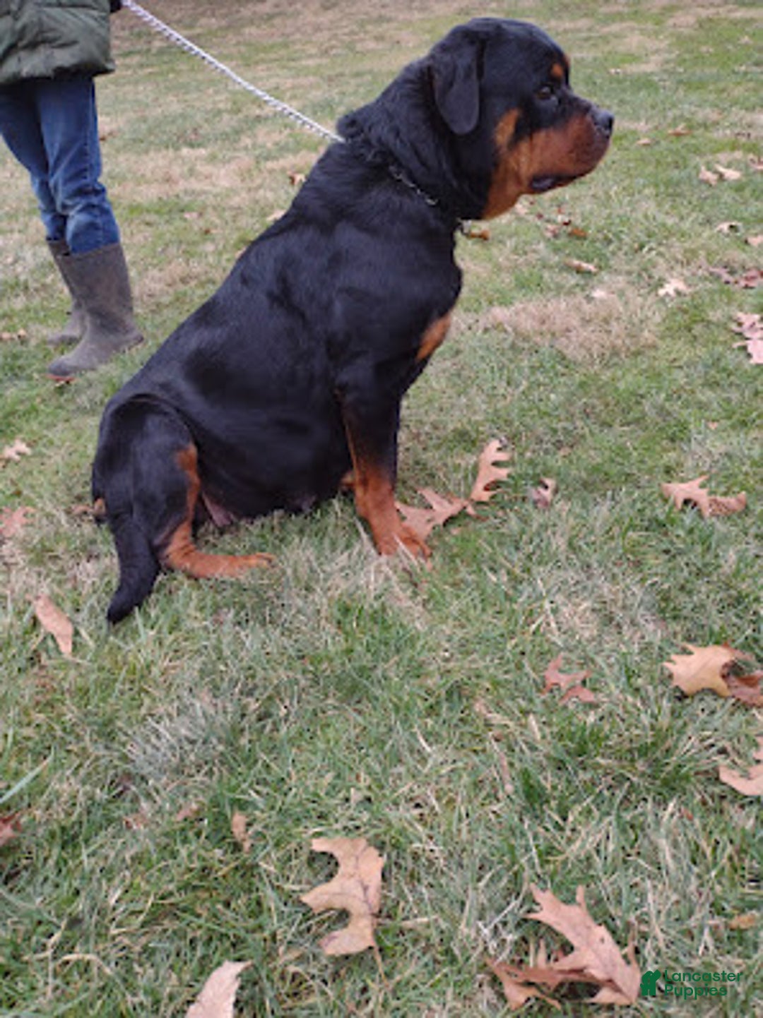 Rottweiler dogs for sale: Roxy - Ad 4