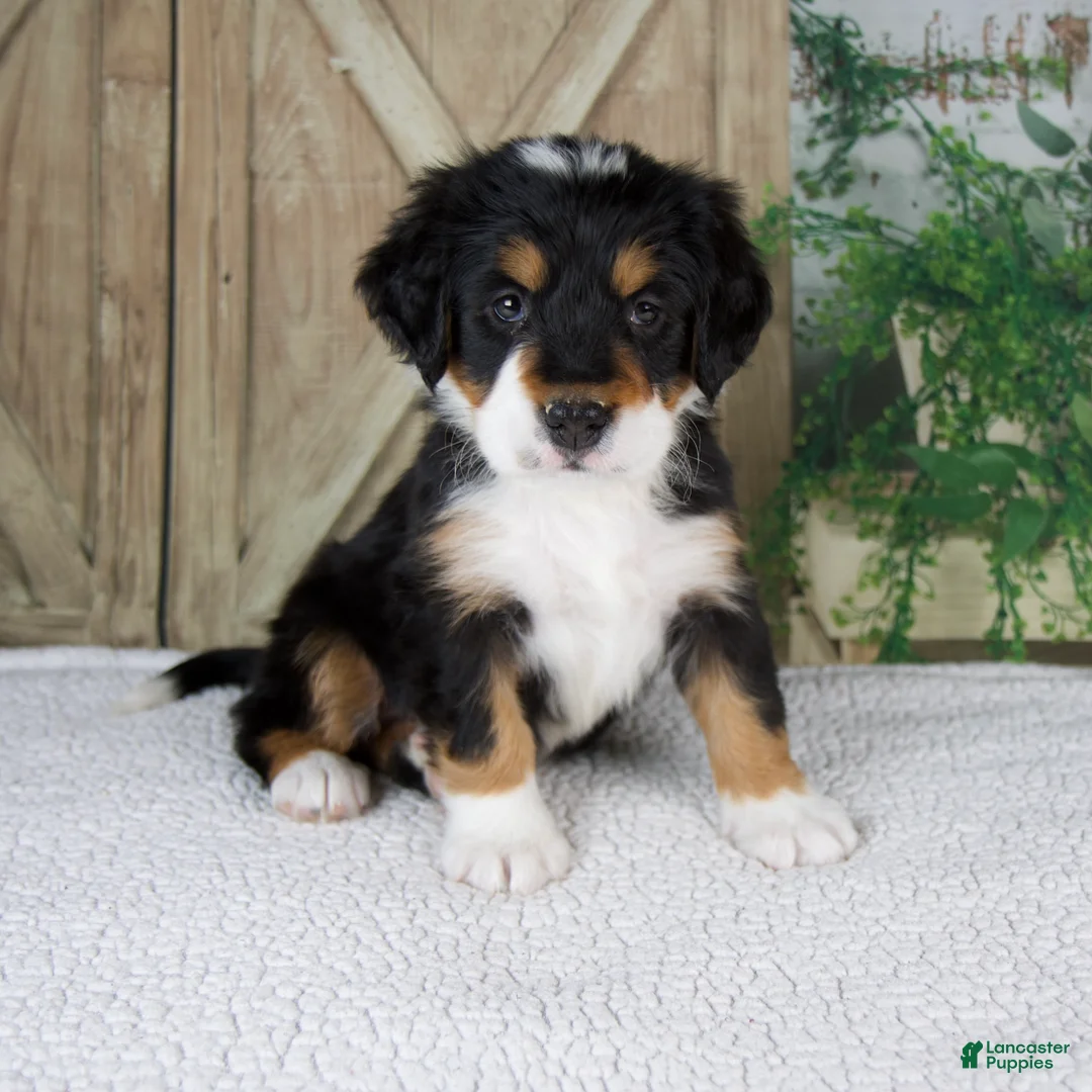 Bernese Mountain Dog dogs for sale: Esmea - Ad 1
