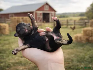 Cavapoo dogs Clover - Ad 19