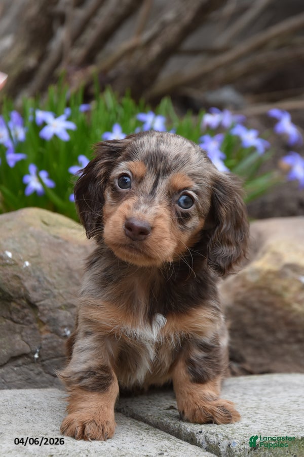 Miniature Dachshund dogs Rambo - Ad 1