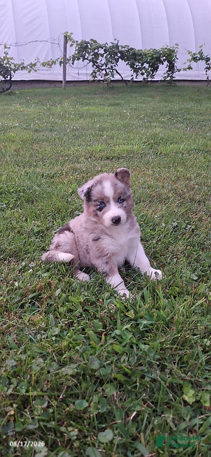 Mixed Breed dogs Precious - Ad 2