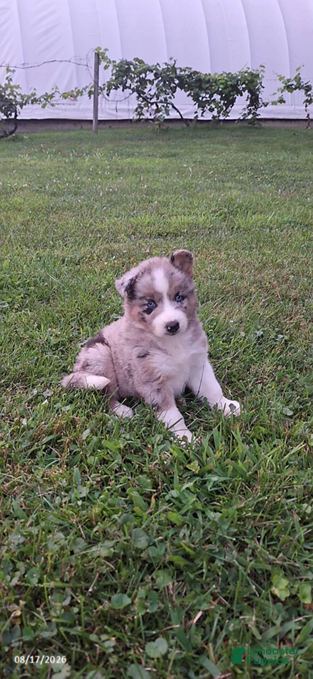 Mixed Breed dogs for sale: Precious - Ad 2