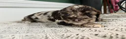 Cocker Spaniel dogs for sale: Merle Haggard - Ad 6