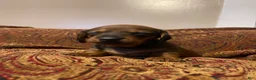 Miniature Dachshund dogs for sale: Hazelnut  - Ad 3