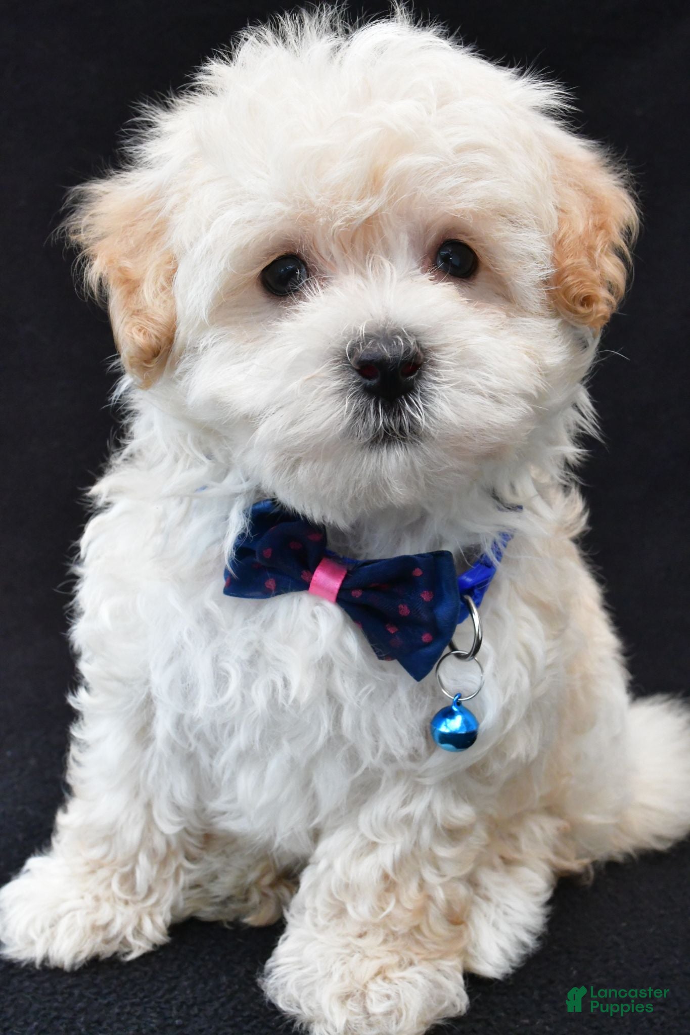 Maltipoo dogs Vince - Ad 1
