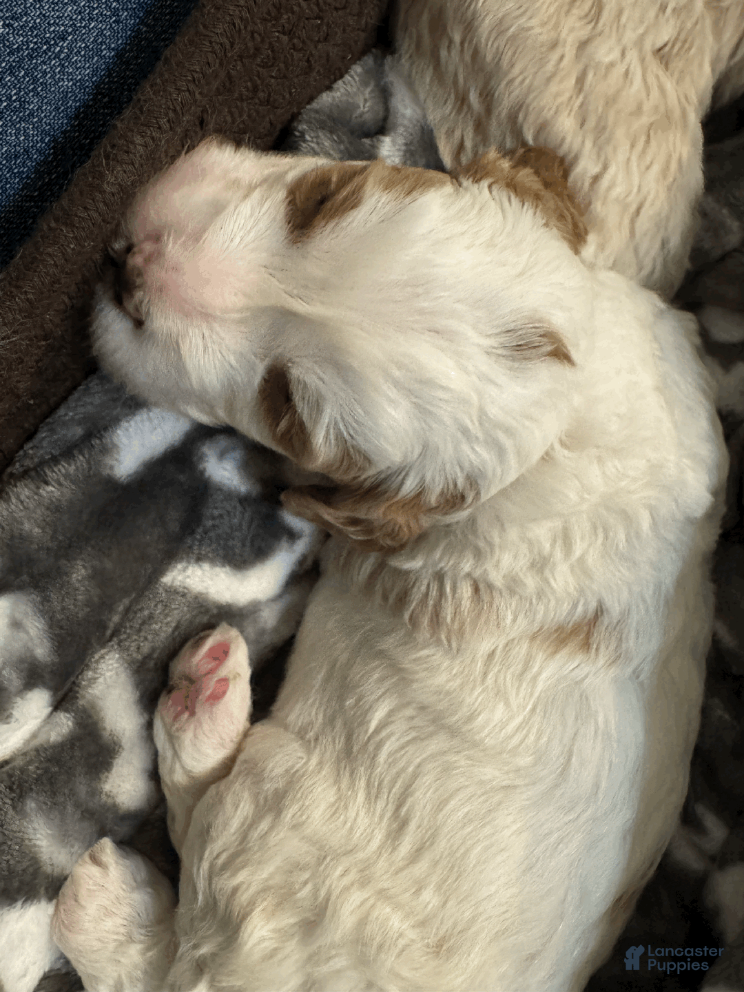 Mini Bernedoodle dogs for sale: Mini Bernedoodle Vega - Ad 1