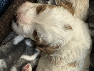 Mini Bernedoodle dogs Mini Bernedoodle Vega - Ad 27