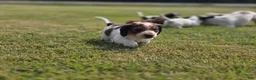 Miniature Dachshund dogs for sale: Grizz - Ad 5