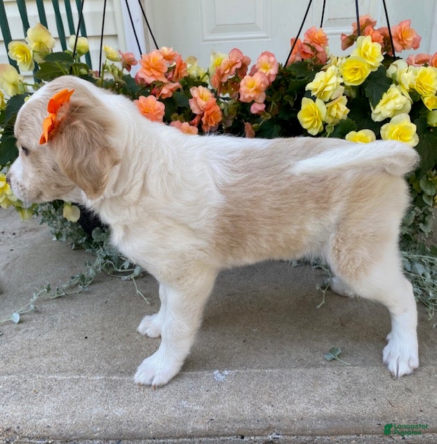 Mini Goldendoodle dogs Sandy - Ad 2