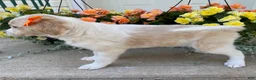 Mini Goldendoodle dogs for sale: Sandy - Ad 2