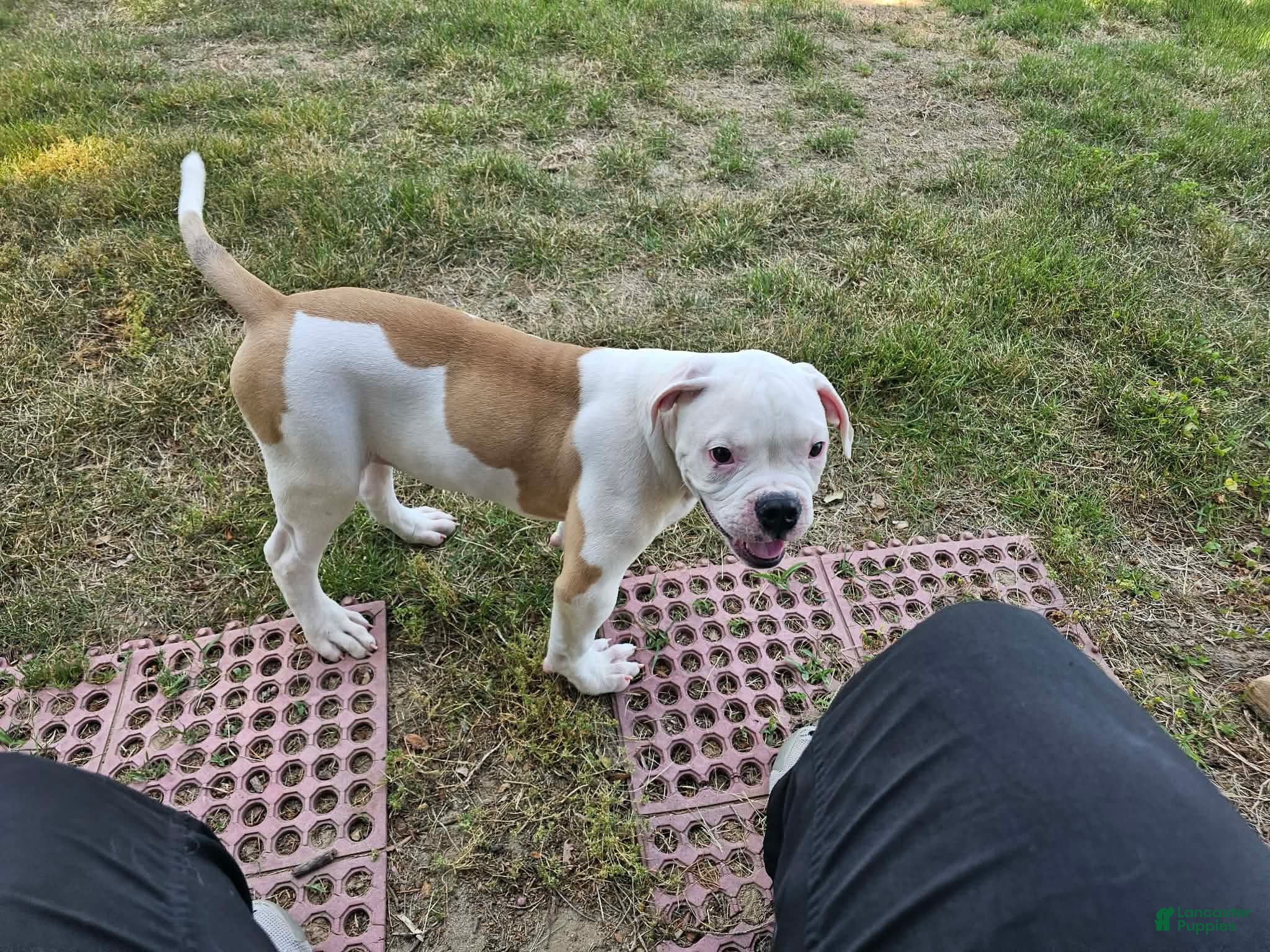 American Bulldog dogs American Bulldog Puppy 11 - Ad 1