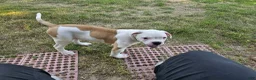 American Bulldog dogs for sale: American Bulldog Puppy 11 - Ad 1