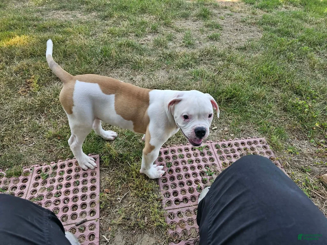 American Bulldog dogs for sale: American Bulldog Puppy 11 - Ad 1