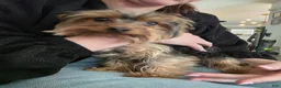 Yorkshire Terrier dogs for sale: Hannah.  - Ad 3