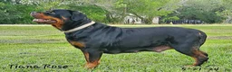 Rottweiler dogs for sale: Rottweiler Girl 1 - Ad 5