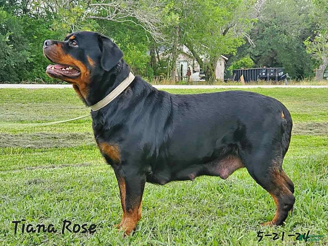 Rottweiler dogs for sale: Rottweiler Girl 1 - Ad 5