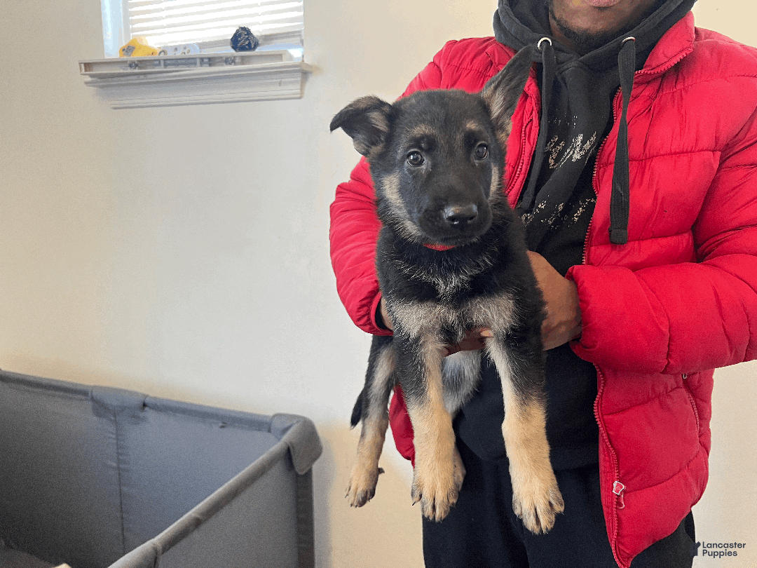 German Shepherd dogs for sale: Chary - Ad 1