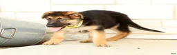 German Shepherd dogs for sale: Wrangler - Ad 5