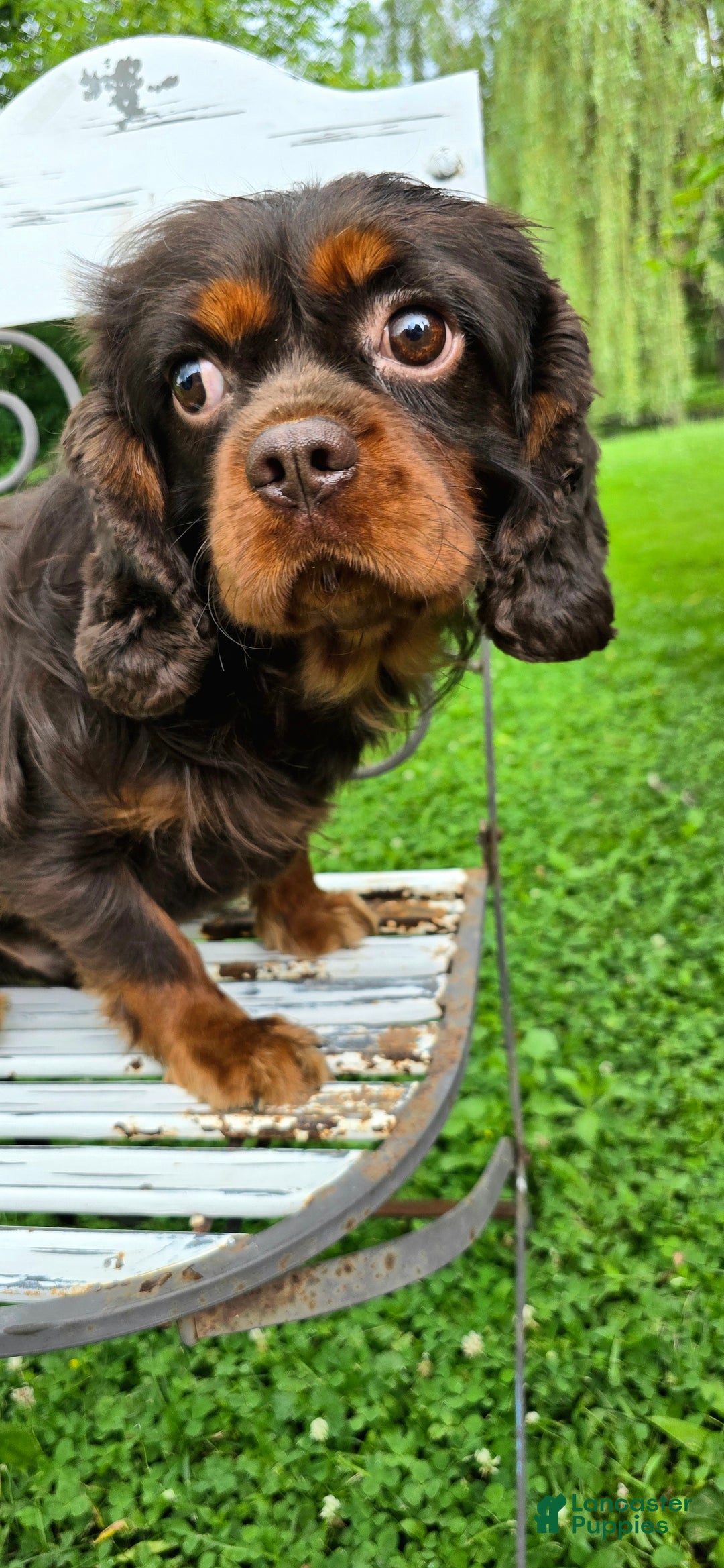 Cavalier King Charles Spaniel dogs for sale: Cavalier King Charles Spaniel Puppy 1 - Ad 6