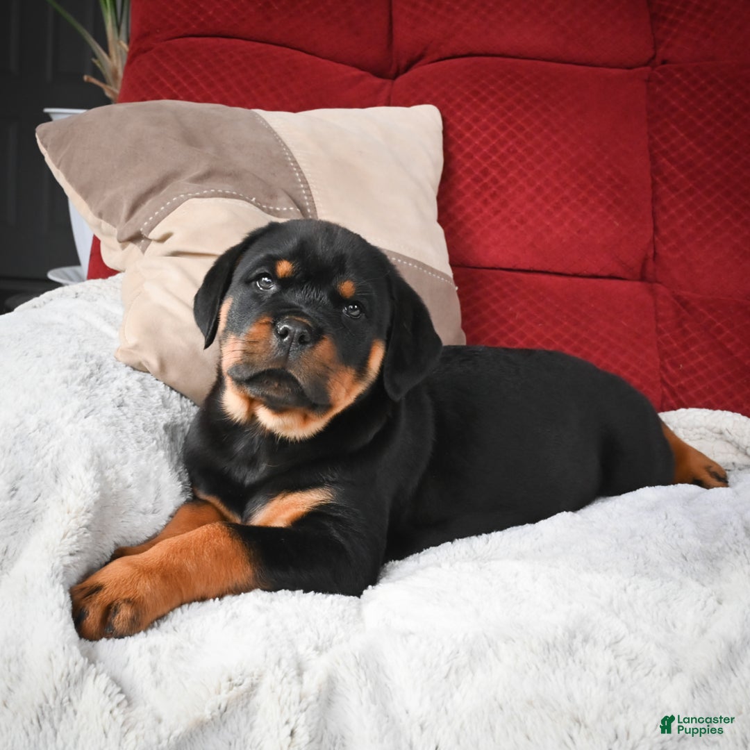 Rottweiler dogs for sale: Tara/ Mocha – Santos Ad-Dirah - Ad 7