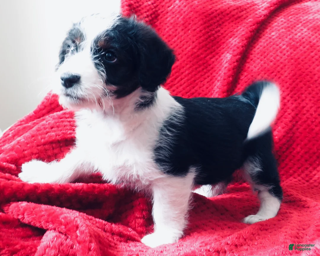 Corgipoo dogs for sale: Corgipoo Puppy 2 - Ad 3