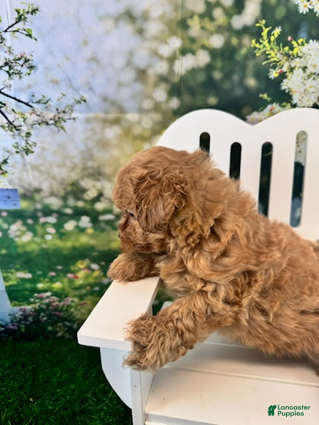 Maltipoo dogs for sale: Eve - Ad 1