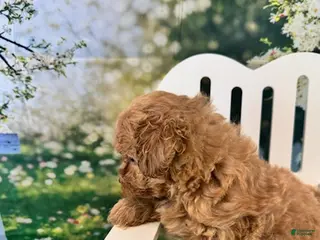 Maltipoo dogs for sale: Eve - Ad 3