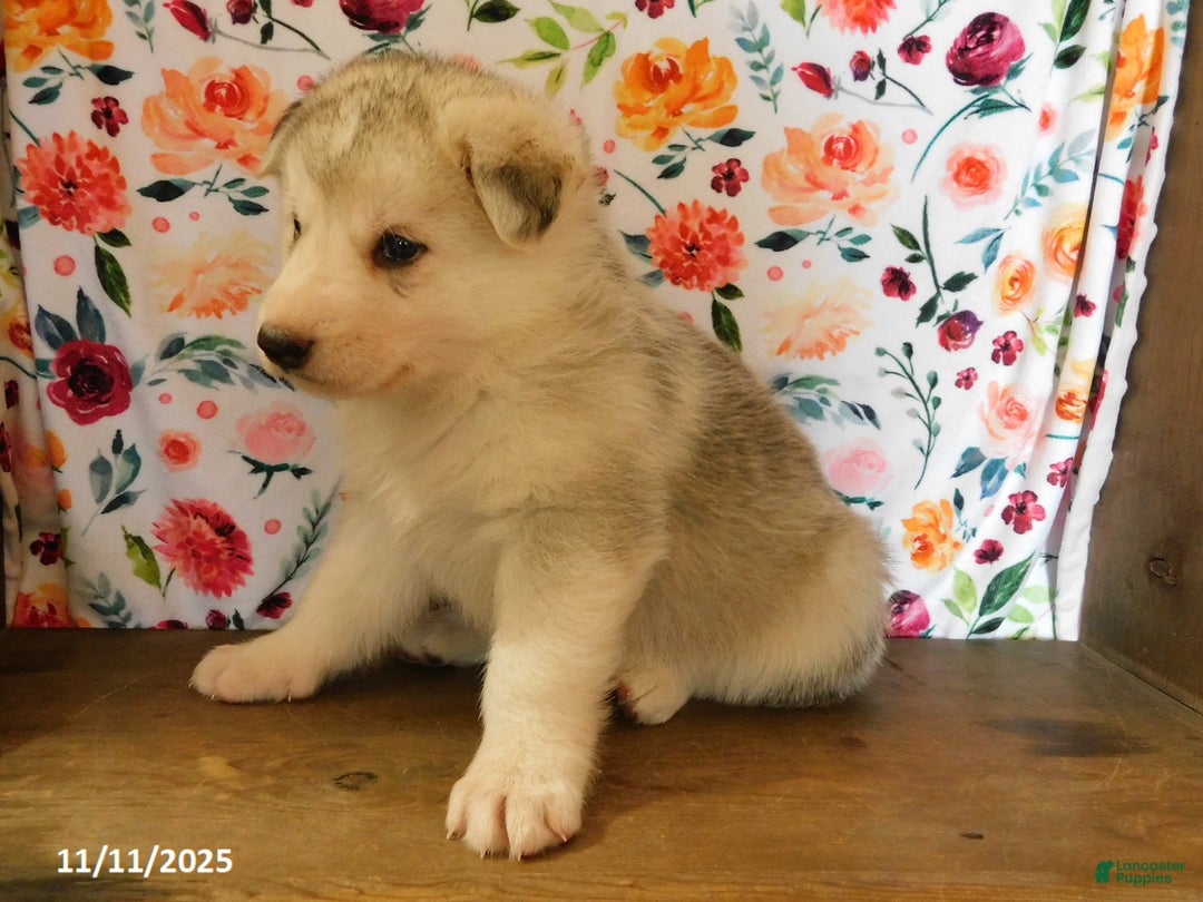 German Shepherd dogs for sale: Sparkle - Ad 2