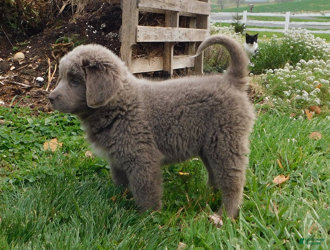 Newfoundland dogs for sale: Janie - Ad 3