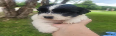 Shih Tzu 3