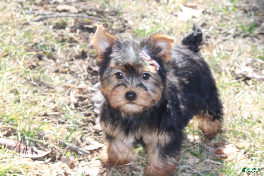 Yorkshire Terrier dogs for sale: Destiny - Ad 2