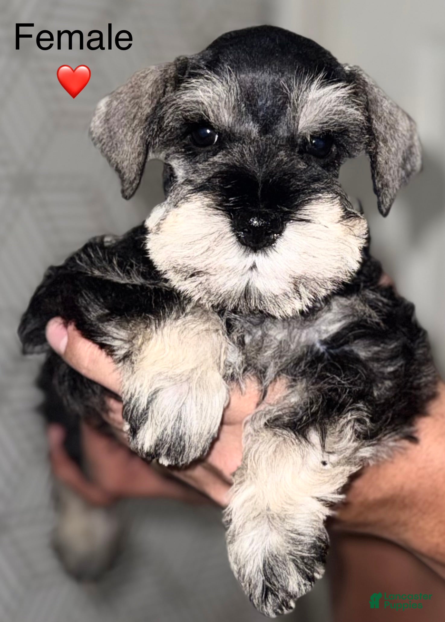 Miniature Schnauzer dogs Miniature Schnauzer Puppy 7 - Ad 7
