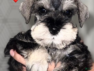 Miniature Schnauzer dogs Miniature Schnauzer Puppy 7 - Ad 7
