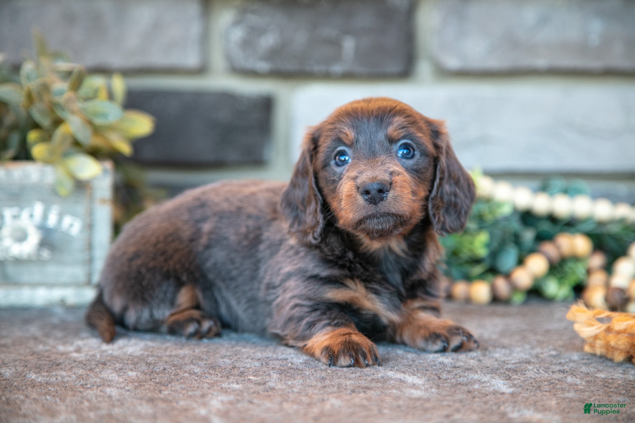 Miniature Dachshund dogs Josephine - Ad 32