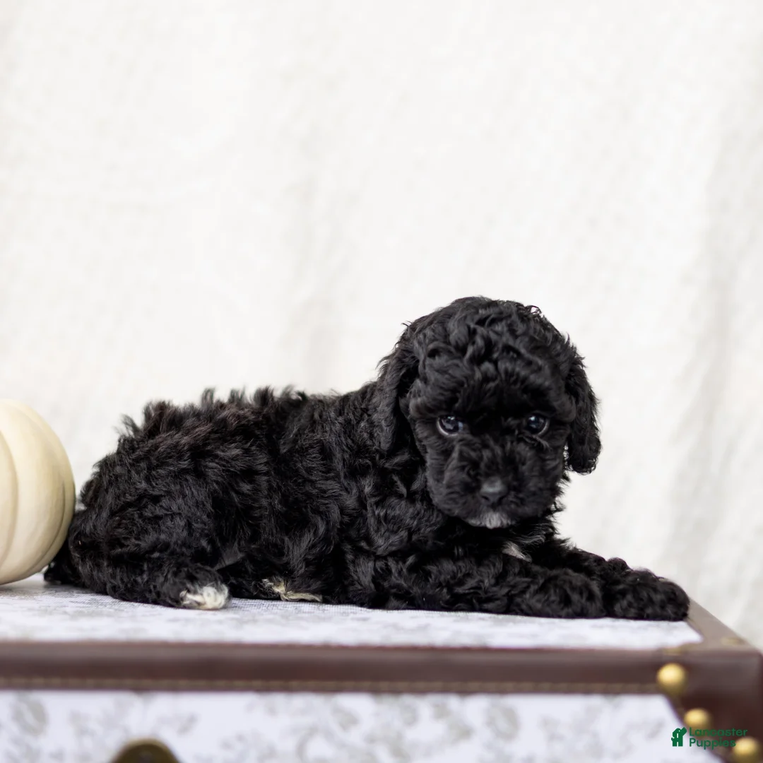 Mini Goldendoodle dogs for sale: Nirbhay - Ad 4