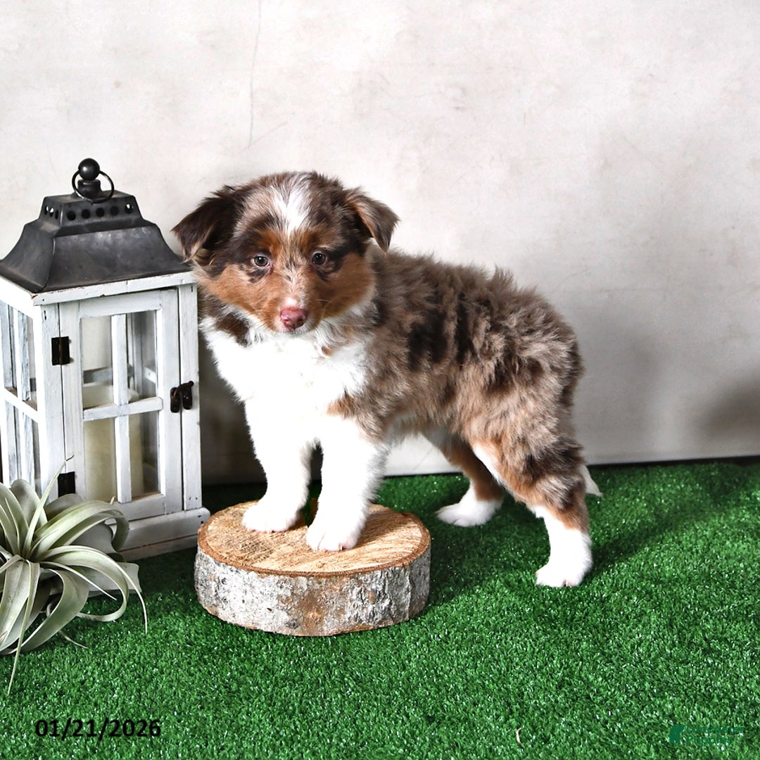 Miniature Australian Shepherd dogs for sale: Joy - Ad 2