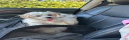 Maltipoo dogs for sale: Maltipoo Puppy 1 - Ad 3