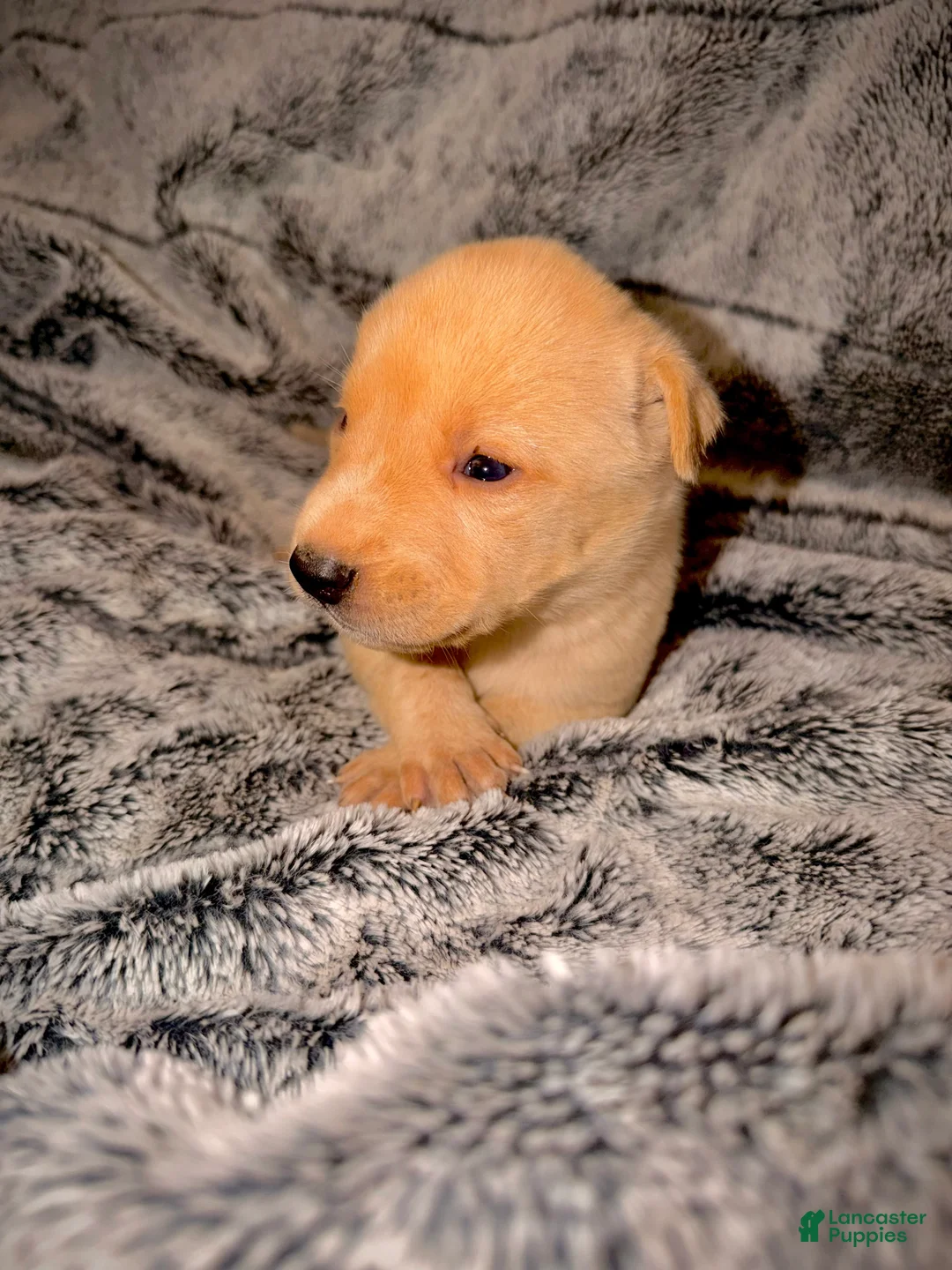 Gerberian Shepsky dogs for sale: Blaze - Ad 1