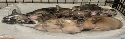 French Bulldog dogs for sale: French Bulldog 7 - Ad 12