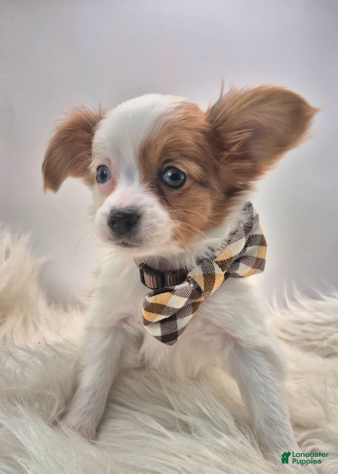 Papillon dogs for sale: Green boy(snickers) - Ad 5