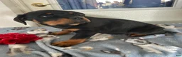 Rottweiler dogs for sale: Mimi - Ad 4