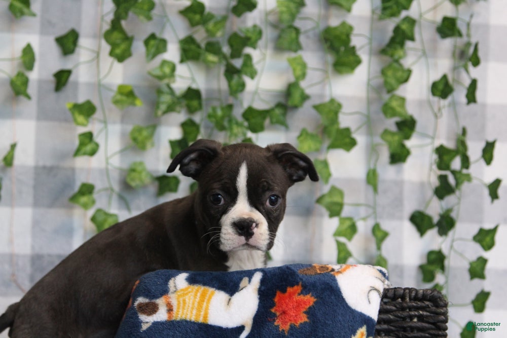 Boston Terrier dogs for sale: Angel - Ad 1